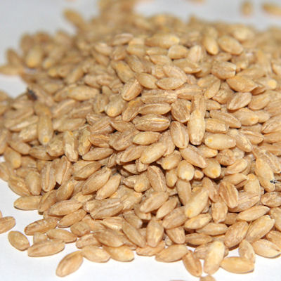 Barley Pearl 1/25b - Sold by PACK